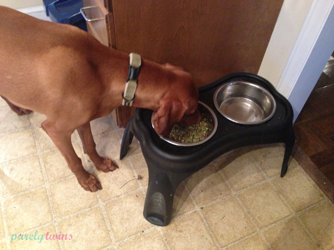 jax-eating-honest-kitchen-dog-food