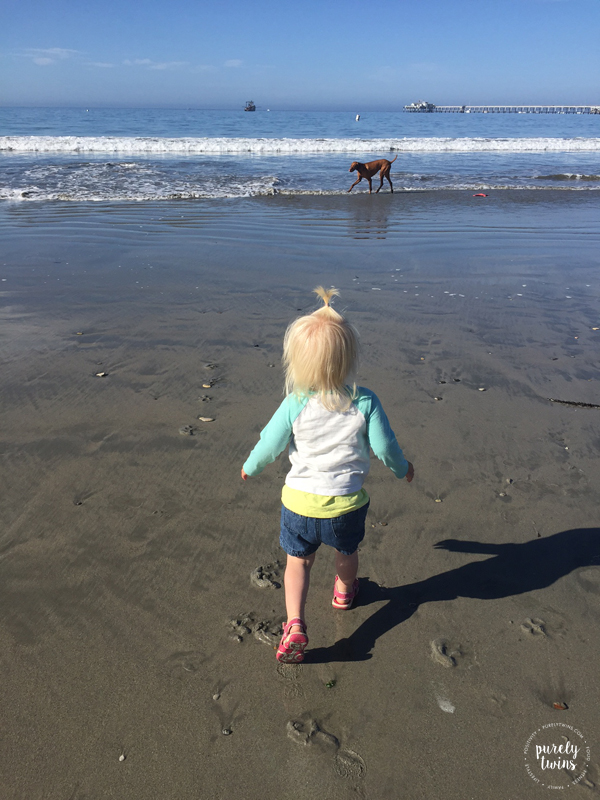 Toddler running on Avila beach in California with Vizsla running in water.