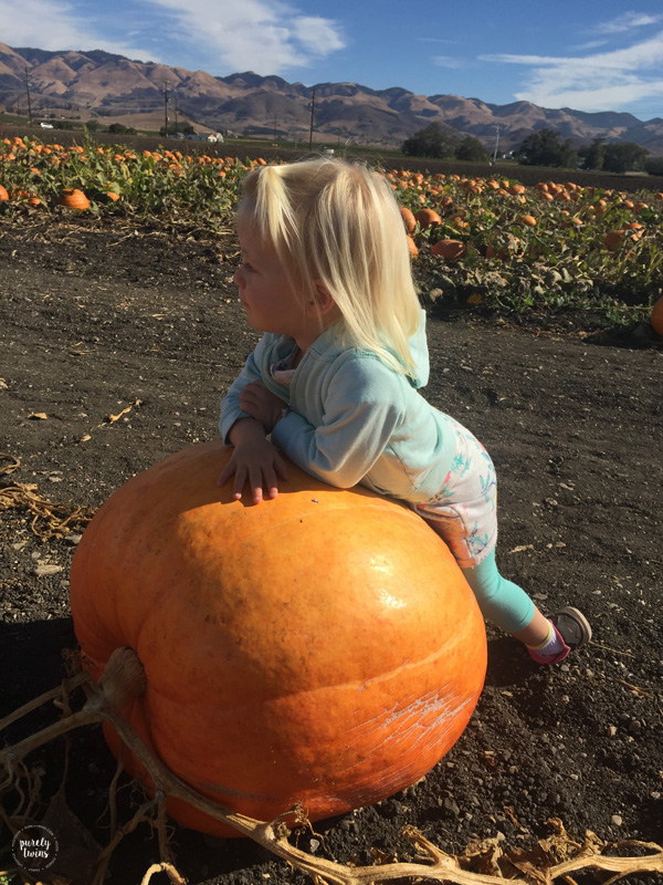 Toddler girl having fun at pumpkin patch in CA. 